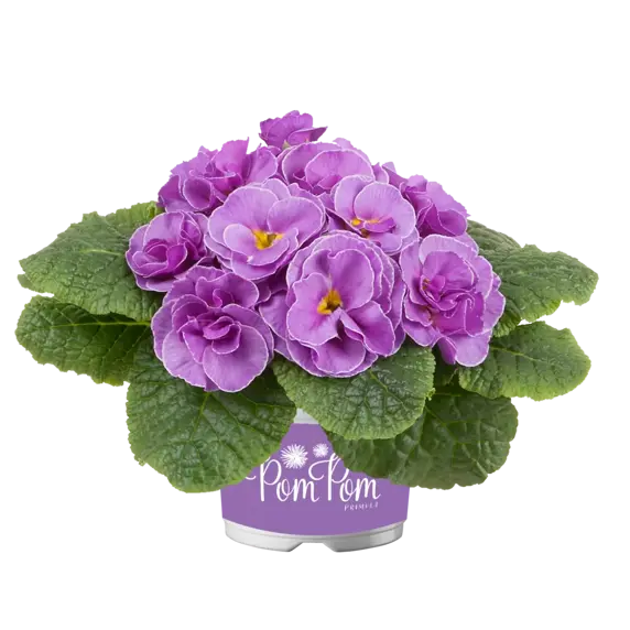 Primula vulgaris 'Pom Pom Early Neon Violet Improved' - image 2
