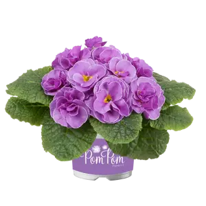 Primula vulgaris 'Pom Pom Early Neon Violet Improved' - image 2