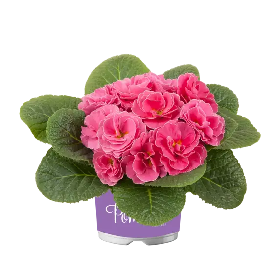 Primula vulgaris 'Pom Pom Early Pink Improved' - image 2