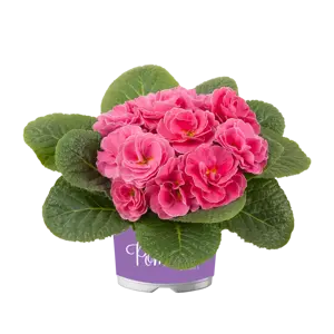 Primula vulgaris 'Pom Pom Early Pink Improved' - image 2