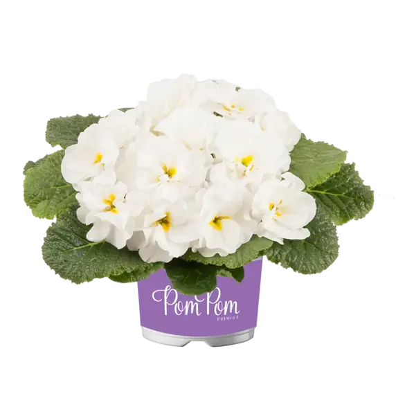 Primula vulgaris 'Pom Pom Early White Improved' - image 2