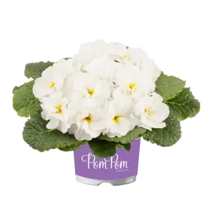 Primula vulgaris 'Pom Pom Early White Improved' - image 2