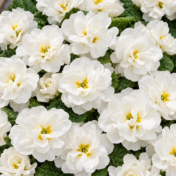Primula vulgaris 'Pom Pom Early White Improved' - image 1