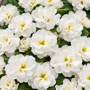 Primula vulgaris 'Pom Pom Early White Improved' - image 1