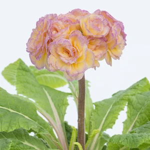 Image Credit: Kerley & Co.