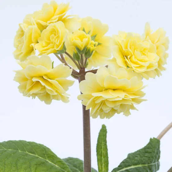 Image Credit: Kerley & Co.