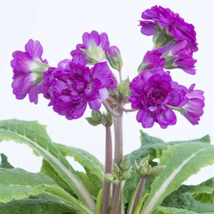 Image Credit: Kerley & Co.