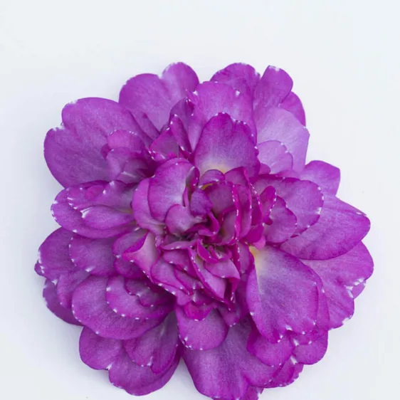 Image Credit: Kerley & Co.