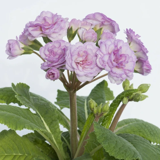 Image Credit: Kerley & Co.