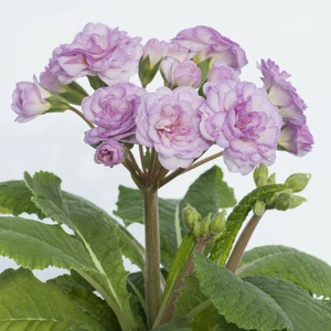 Image Credit: Kerley & Co.