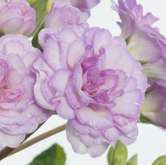 Image Credit: Kerley & Co.