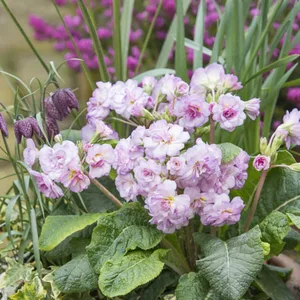 Image Credit: Kerley & Co.