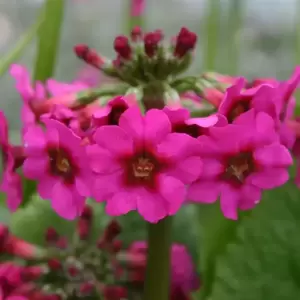 Primula pulverulenta 2L