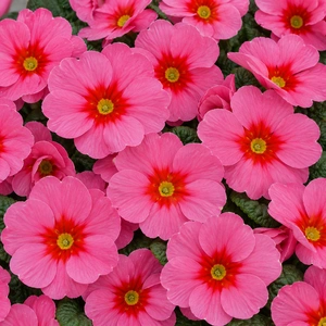 Primula vulgaris 'Raspberry Rose' - image 1