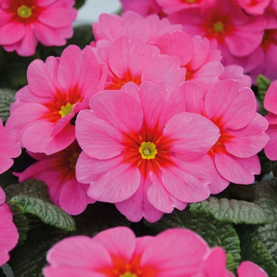 Primula vulgaris 'Raspberry Rose' - image 2