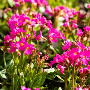Primula rosea - image 2
