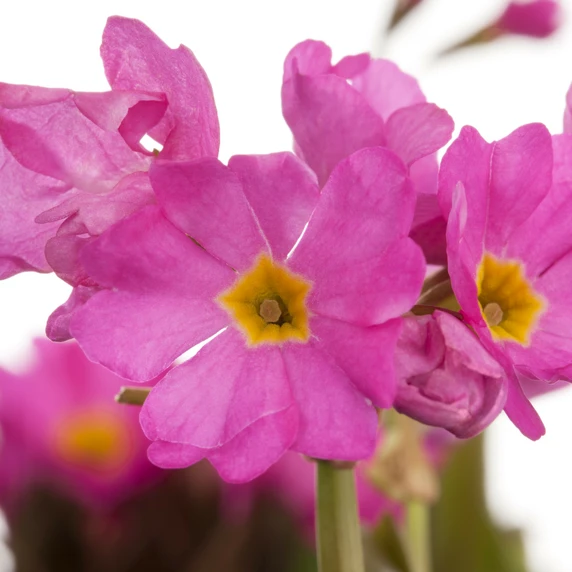 Primula rosea - image 1