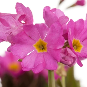 Primula rosea - image 1