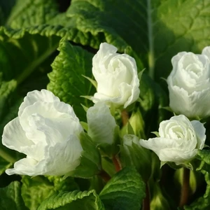 Primula 'Rosebud White'