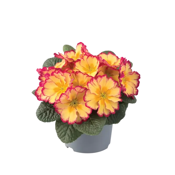 Primula vulgaris 'Scentsation Red Cream' - image 2
