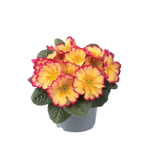 Primula vulgaris 'Scentsation Red Cream' - image 2