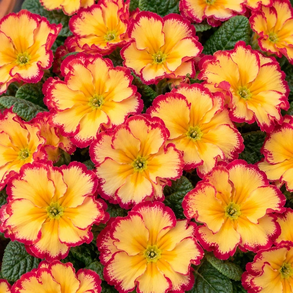 Primula vulgaris 'Scentsation Red Cream' - image 1