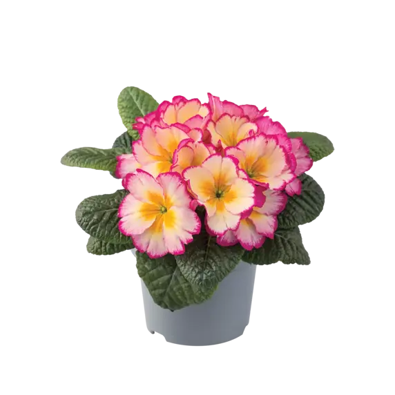 Primula vulgaris 'Scentsation Yellow Cream' - image 2