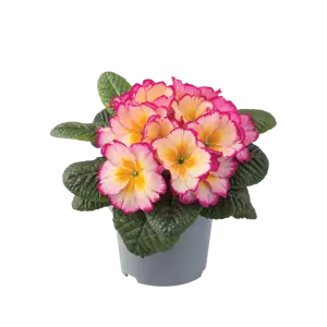 Primula vulgaris 'Scentsation Yellow Cream' - image 2