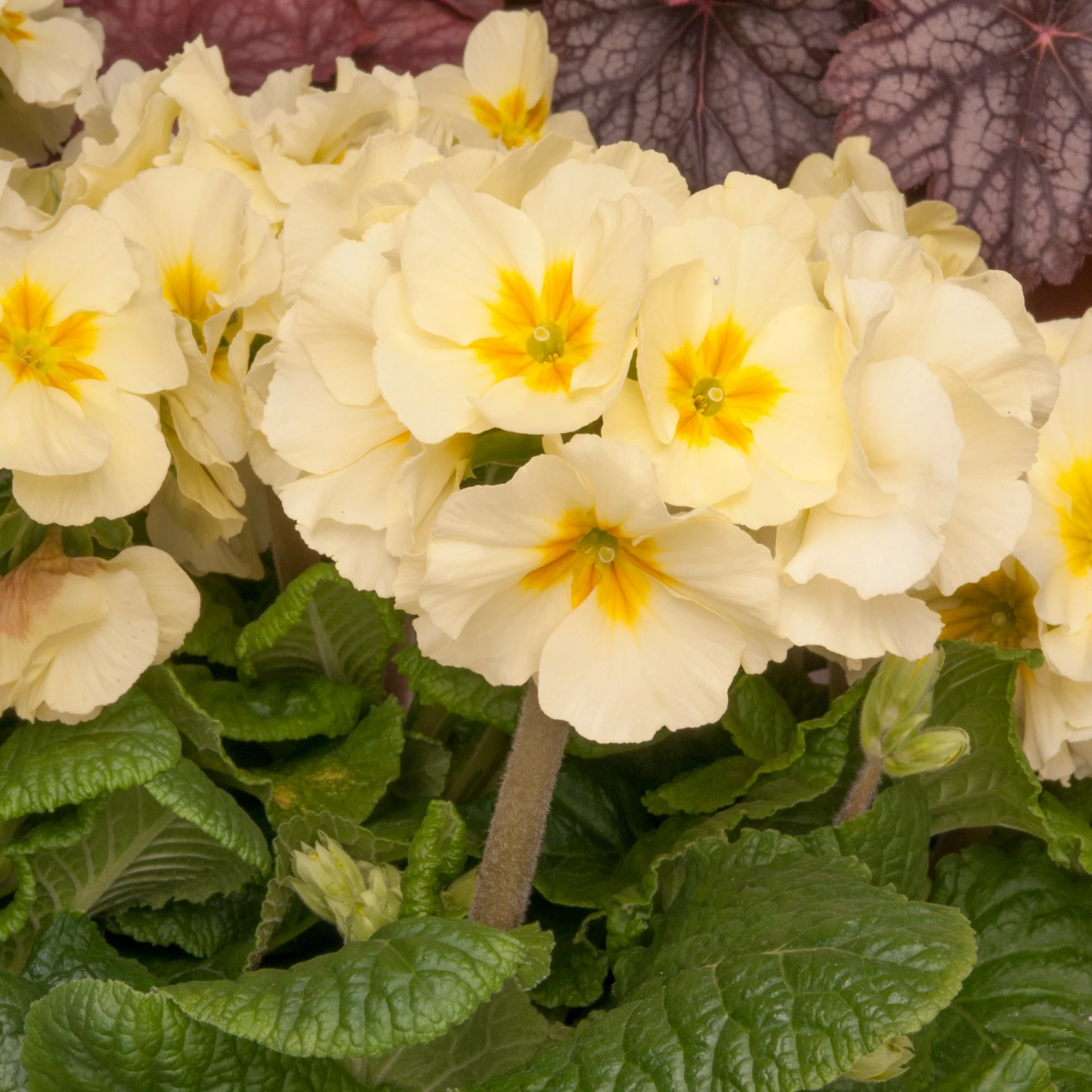Primula x polyantha 'Cream' - Cowell's Garden Centre | Woolsington