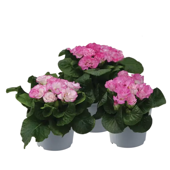 Primula vulgaris 'Suze' - image 2
