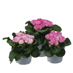Primula vulgaris 'Suze' - image 2