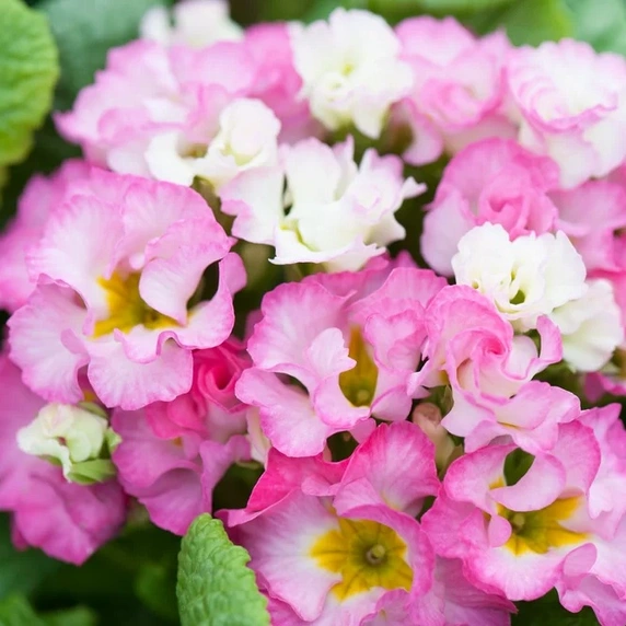 Primula vulgaris 'Suze' - image 1