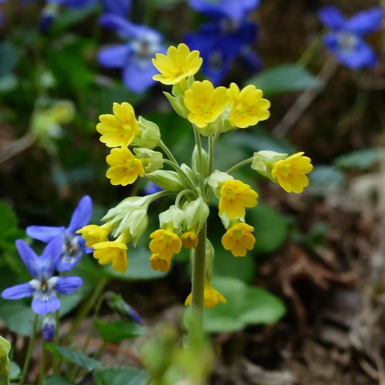 Primula veris