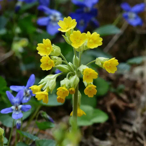 Primula veris 9cm