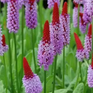Primula vialii 2L - image 2