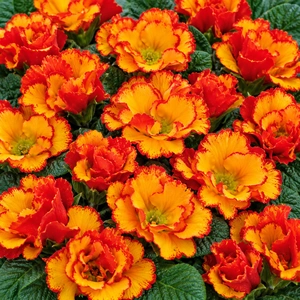 Primula vulgaris 'Chinese New Year'