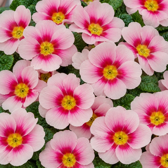 Primula vulgaris 'Evie Appleblossom'