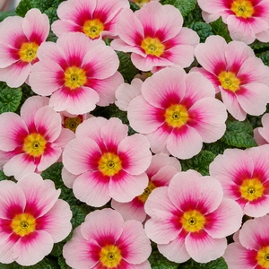 Primula vulgaris 'Evie Appleblossom'