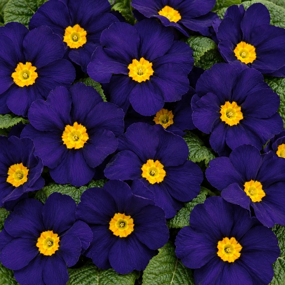 Primula vulgaris 'Evie Blue'