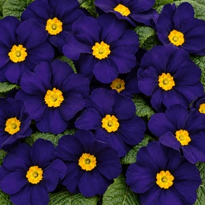 Primula vulgaris 'Evie Blue'