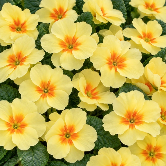 Primula vulgaris 'Evie Lemon Cream'