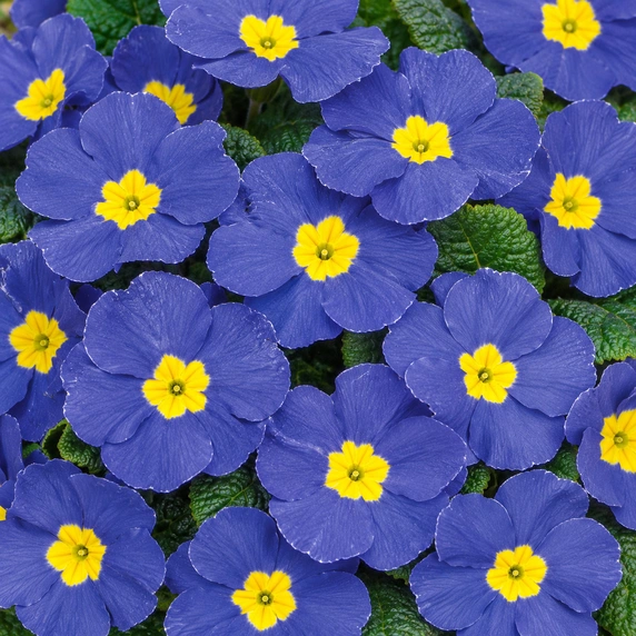 Primula vulgaris 'Evie Mid Blue'