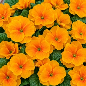 Primula vulgaris 'Evie Orange Gold'