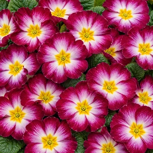 Primula vulgaris 'Evie Purple Flame'