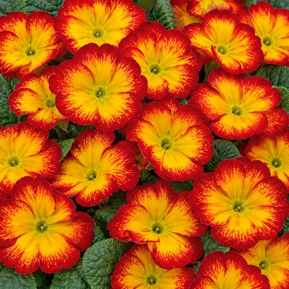 Primula vulgaris 'Evie Red Flame'