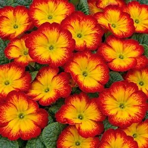 Primula vulgaris 'Evie Red Flame'