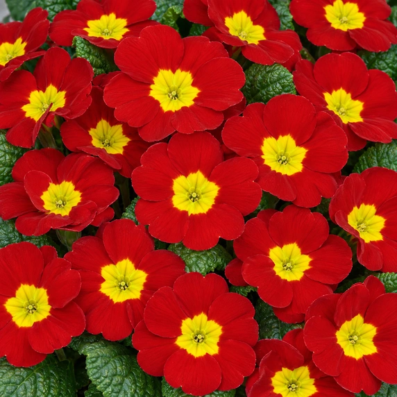 Primula vulgaris 'Evie Scarlet'