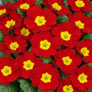 Primula vulgaris 'Evie Scarlet'