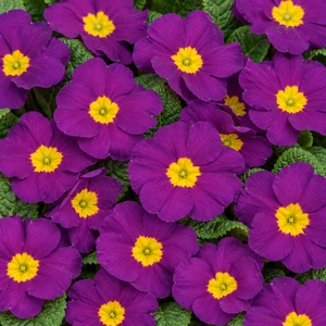 Primula vulgaris 'Evie Violet'