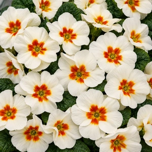 Primula vulgaris 'Evie White'